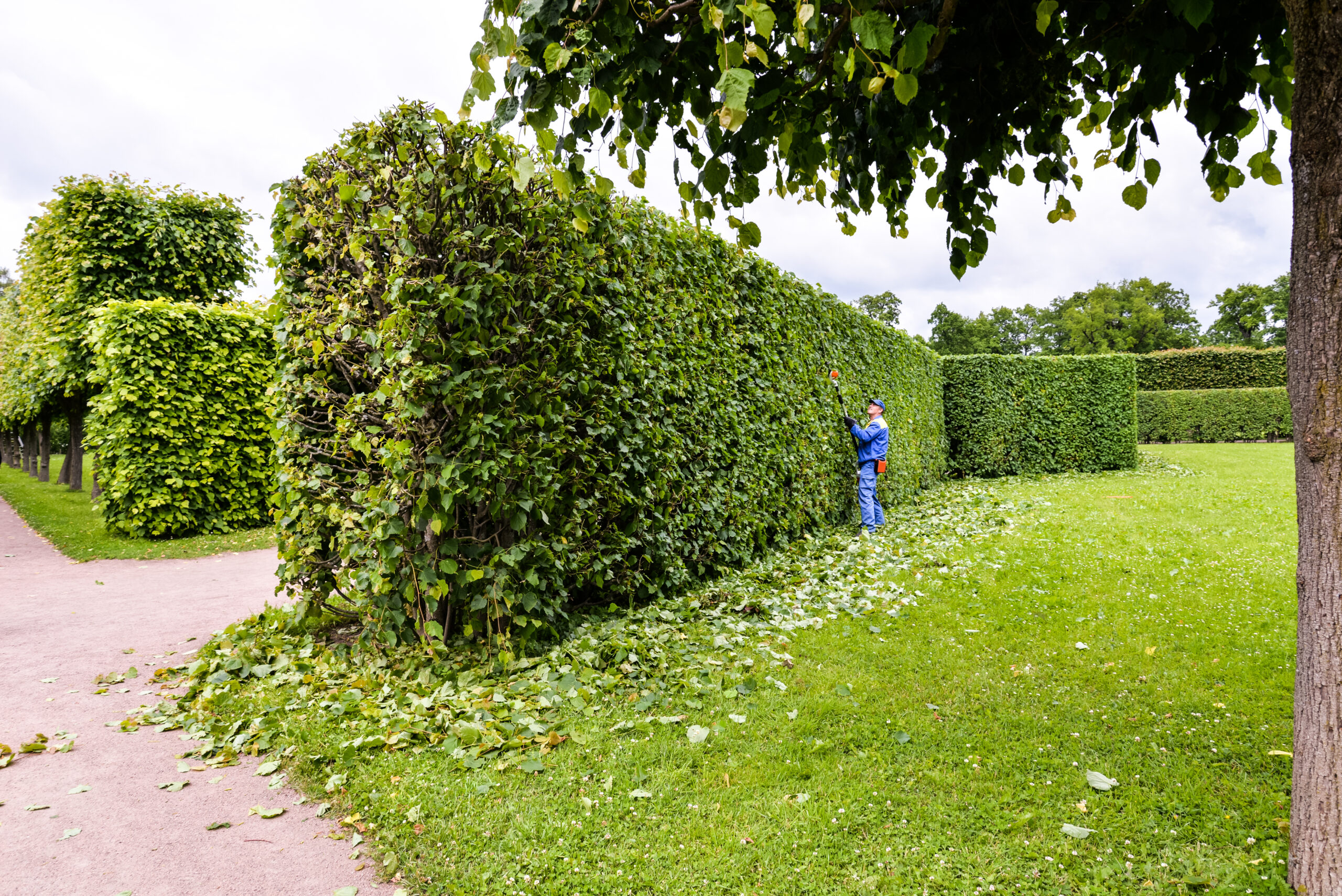 Hedge Cutting